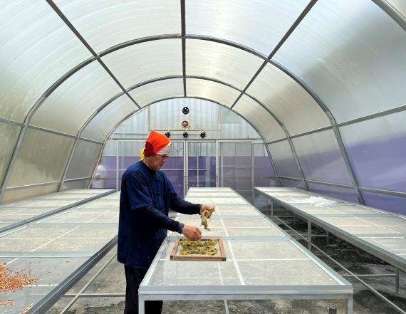 Rijststro wordt verzameld en voorbewerkt